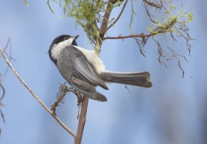 Carolina Chickadee (parus carolinensis)