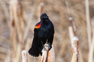 Red-winged Blackbird