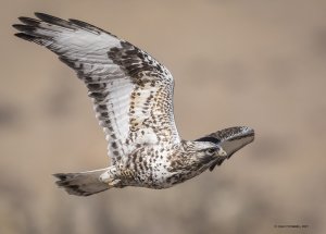 Rough-legged Hawk making a turn