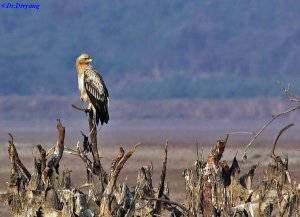 Greater spotted Eagle-Fulvescence morph