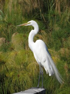 Great Egret