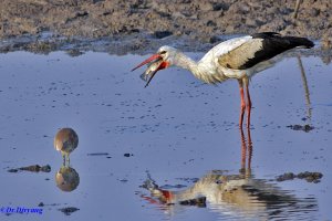 White stork with catch