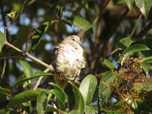 Inca Dove