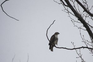 Red-Tailed Hawk