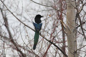 Black-billed Magpie