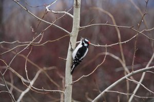 Downy Woodpecker