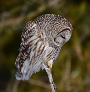 Barred Owl