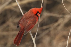 Northern Cardinal