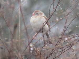 Field Sparrow