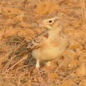 Greater Short-toed Lark