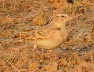 Greater Short-toed Lark