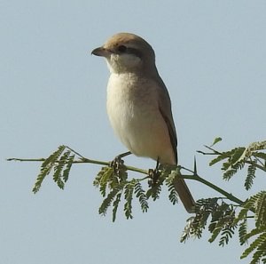 Isabelline Shrike