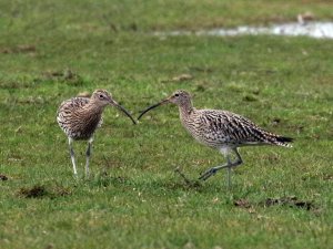 Eurasian Curlew