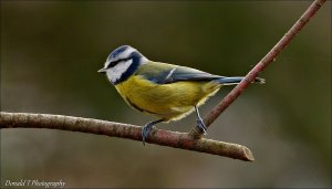 Blue Tit