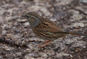 Dunnock