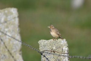 Crested Lark