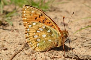 Dark Green Fritillary