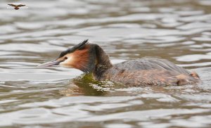 Great Crested Grebe 2015 E.jpg