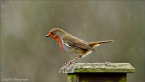 Robin in the Rain.