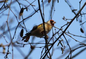 Goldfinch