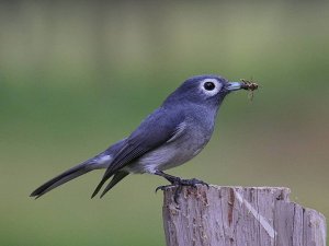 White-eyed Slaty Flycatcher