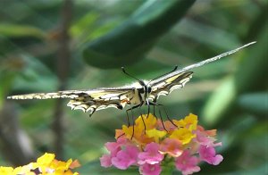 Butterfly, Swallowtail