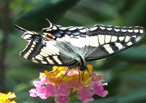 Butterfly, Swallowtail(2)