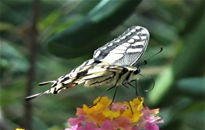 Butterfly, Swallowtail(3).jpg