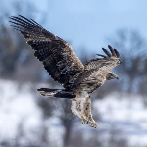 Eastern Imperial Eagle