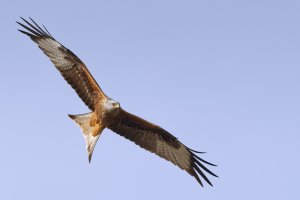 Red Kite