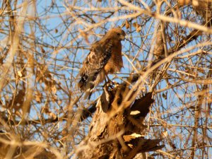 Hiding Red-Shouldered Hawk