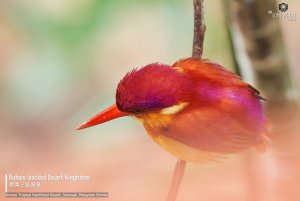 Rufous-backed Dwarf-Kingfisher, Borneo