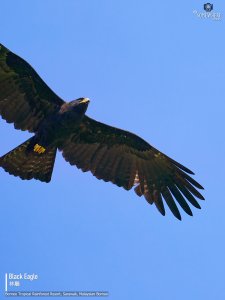 Black Eagle