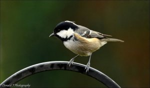 Coal Tit