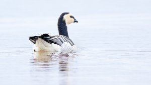 Barnacle goose