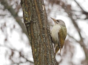 Grey-headed Woodpecker