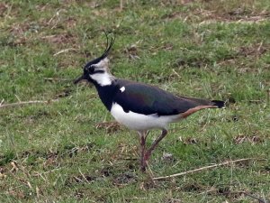 Lapwing