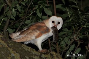 eurasian barn owl