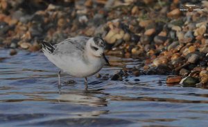 Grey Phalarope 3187.jpg