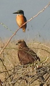 Common Kingfisher/Western Marsh Harrier Female