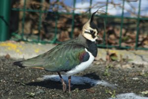 97- Vanellus vanellus Northern Lapwing-12 février 2012.jpg