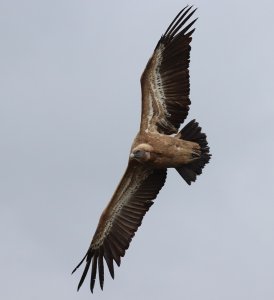 griffon vulture