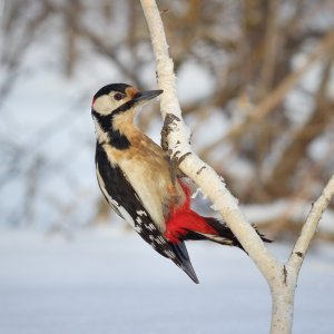 Great Spotted Woodpecker