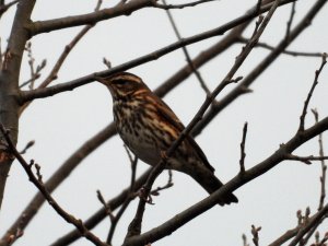 redwing