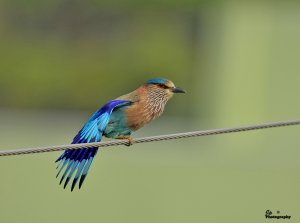 Wing Display