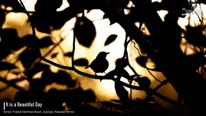 Olive-winged Bulbul