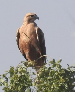 Long-legged Buzzard