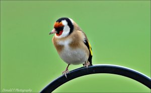 Goldfinch