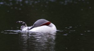 Foot   Red-throated diver