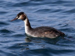 Great Crested Grebe